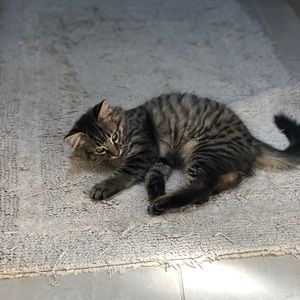 Meet your Posher, Lizz